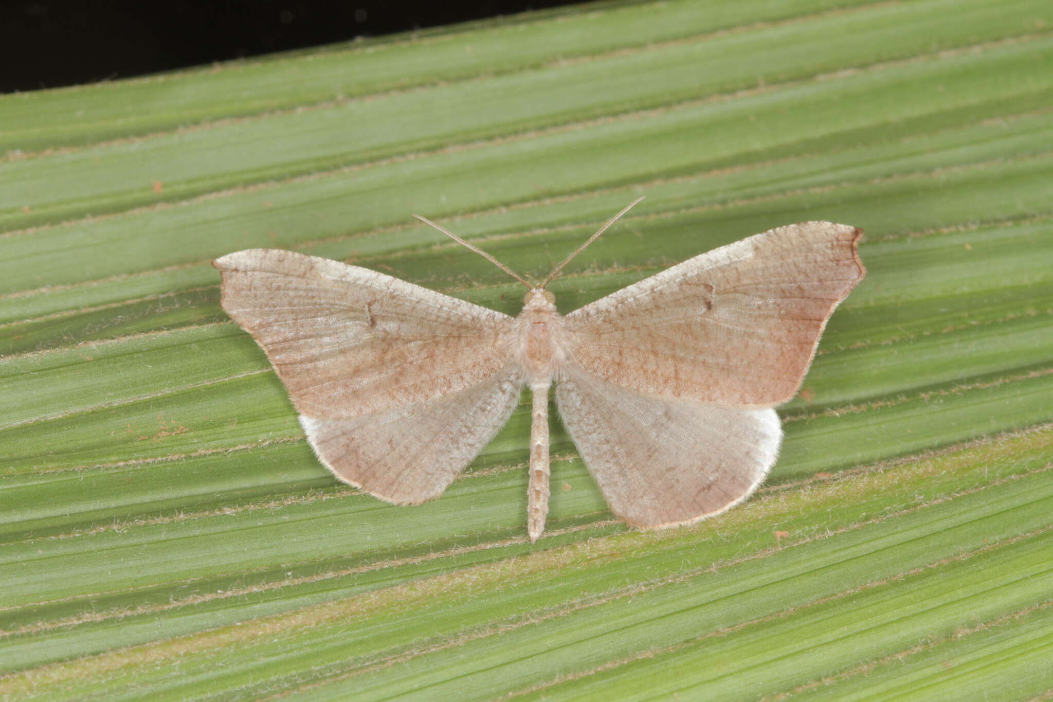 Image de Macrosoma rubedinaria Walker 1862