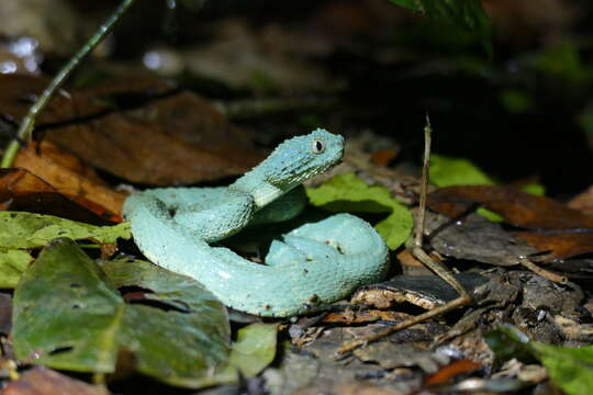 Imagem de Atheris squamigera (Hallowell 1854)