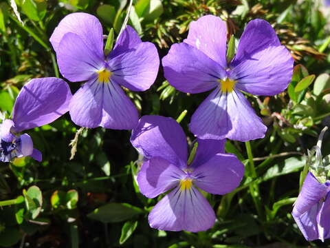 Слика од Viola calcarata L.