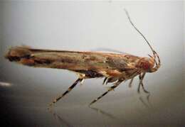 Image of cosmet moth