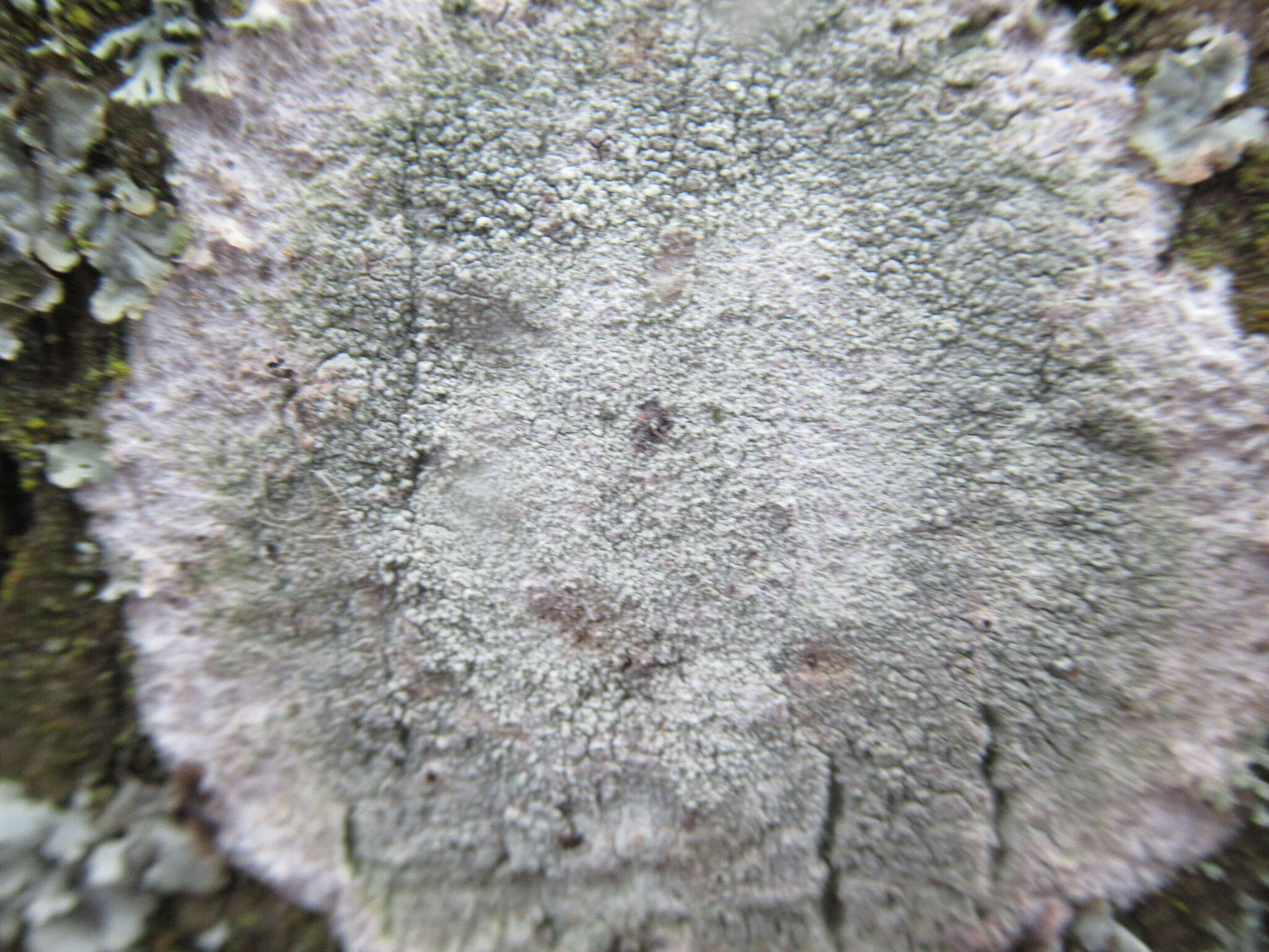 Image of blemished lichen