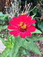 Imagem de Zinnia elegans Jacq.