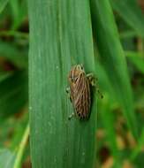 صورة Aetalion reticulatum (Linnaeus 1758)