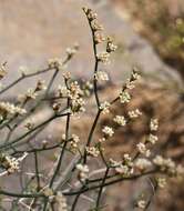 Imagem de Eriogonum heermannii Dur. & Hilg.