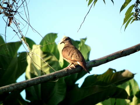 صورة Columbina talpacoti rufipennis (Bonaparte 1855)