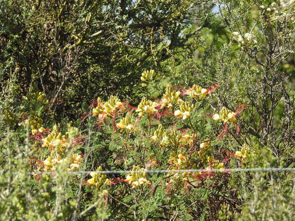 Image of bird-of-paradise shrub