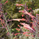 Imagem de Agastache aurantiaca (A. Gray) Lint & Epling