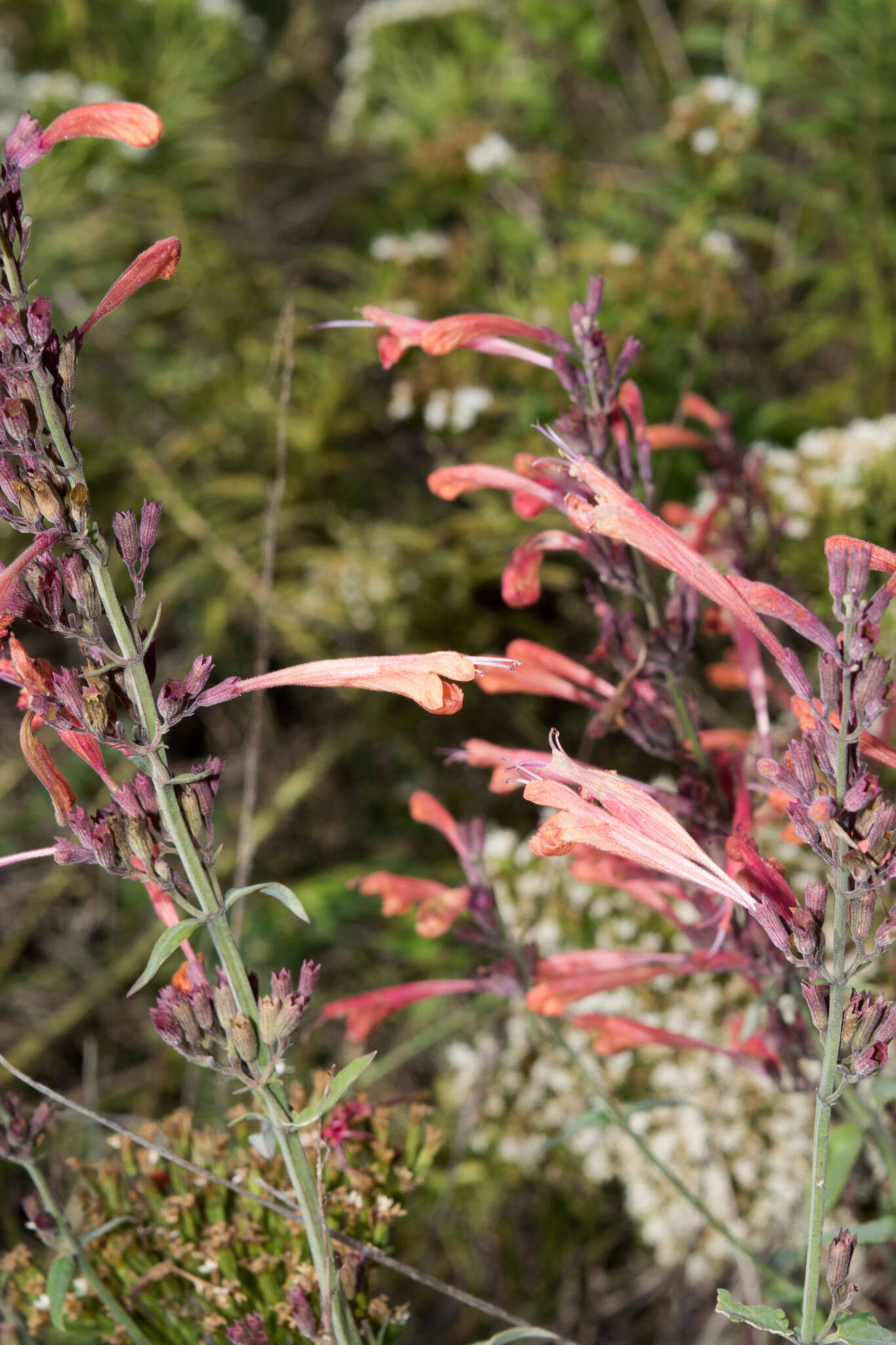 Image of Agastache aurantiaca (A. Gray) Lint & Epling