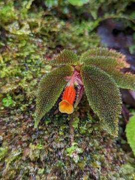 Слика од Begonia lehmannii (Irmsch.) L. B. Sm. & B. G. Schub.