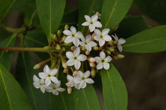 Image of African wintersweet