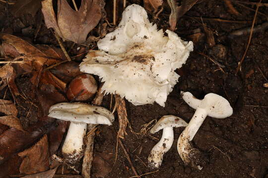 صورة Tricholoma subresplendens (Murrill) Murrill 1914