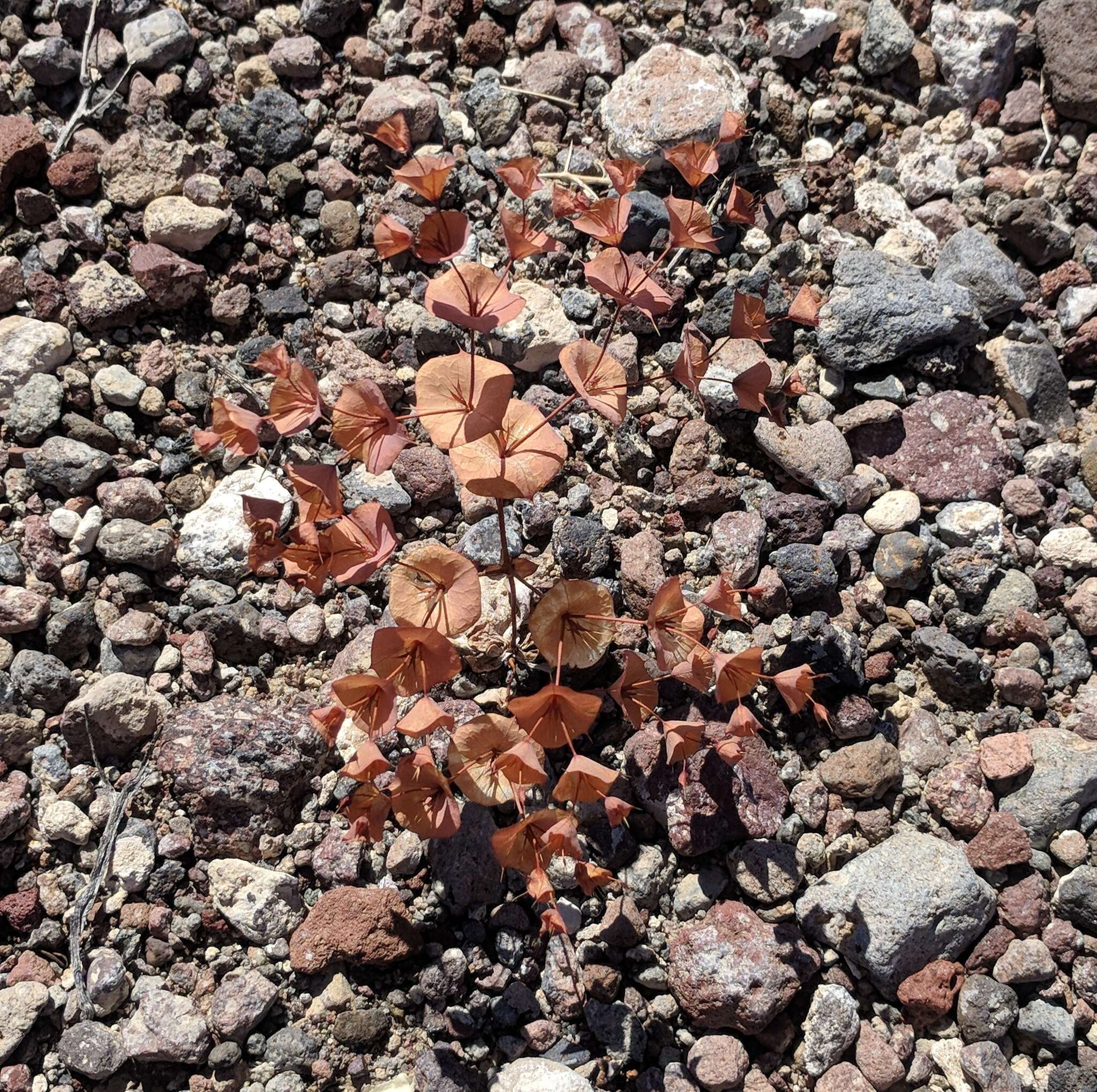 Image of roundleaf oxytheca