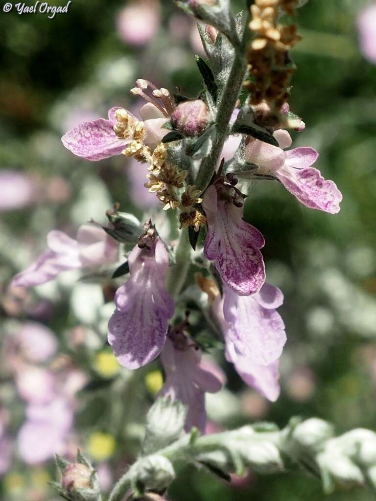 Image of Teucrium creticum L.