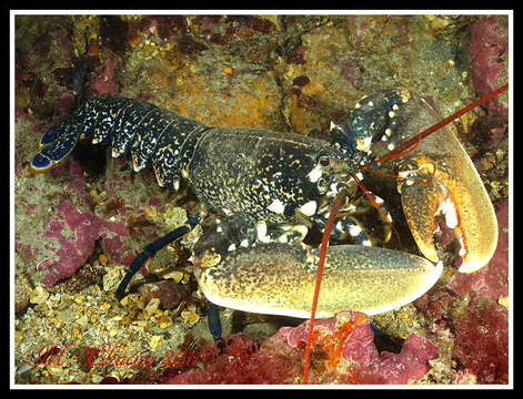 Image of Common lobster