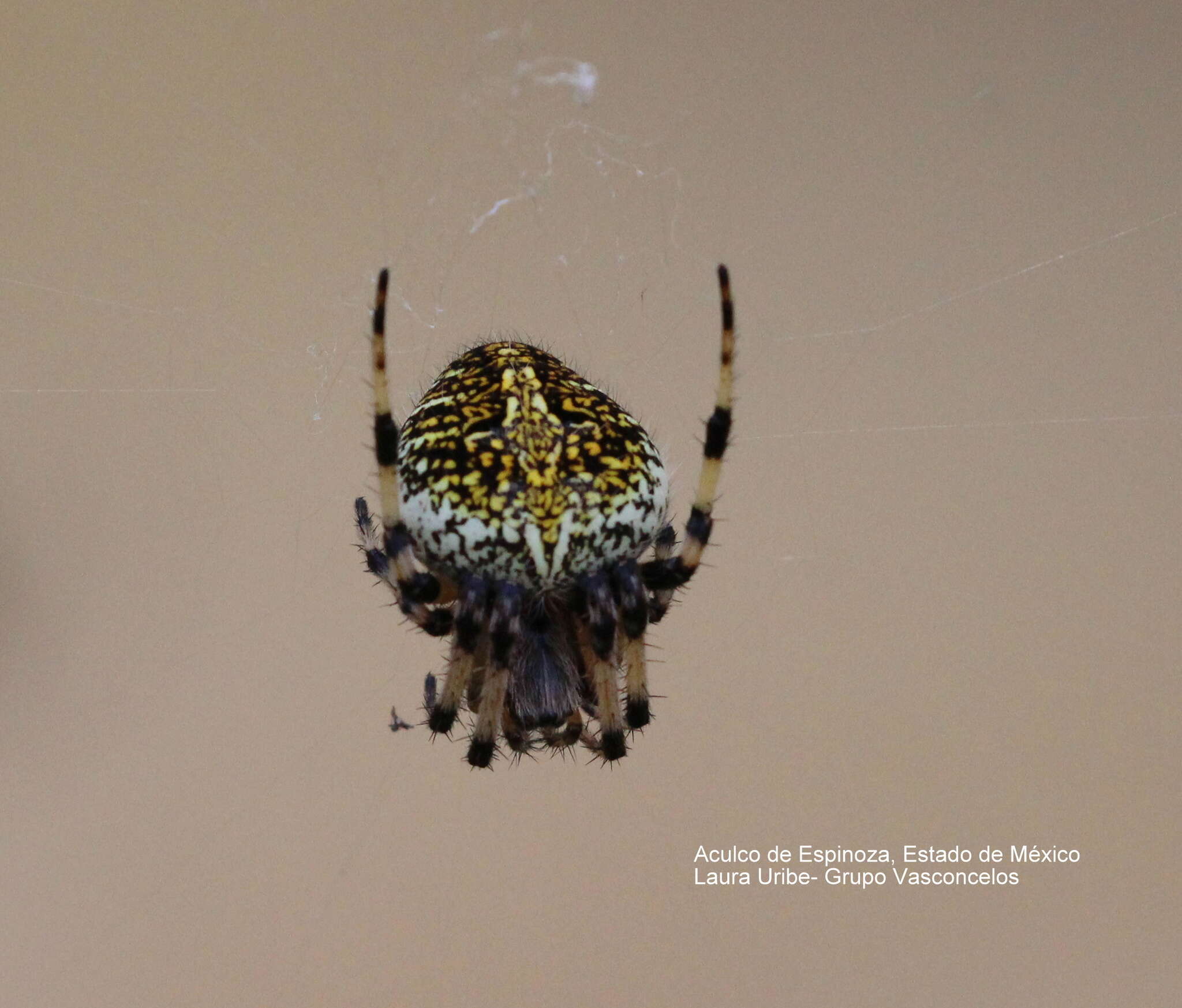 Image of Neoscona orizabensis F. O. Pickard-Cambridge 1904