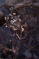 Plancia ëd Galium setaceum Lam.