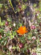 Image of Lampranthus glaucoides (Haw.) N. E. Br.