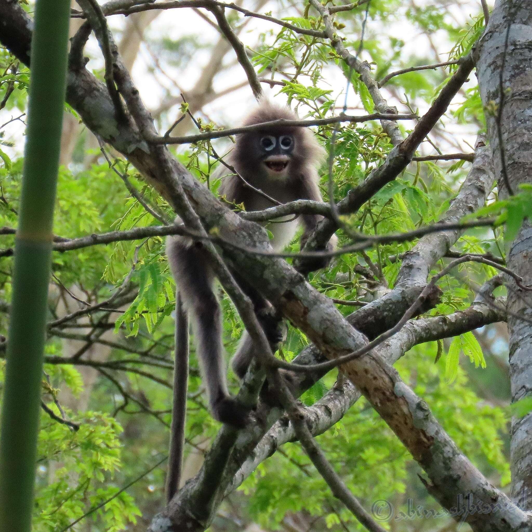 Image of Phayre's Langur