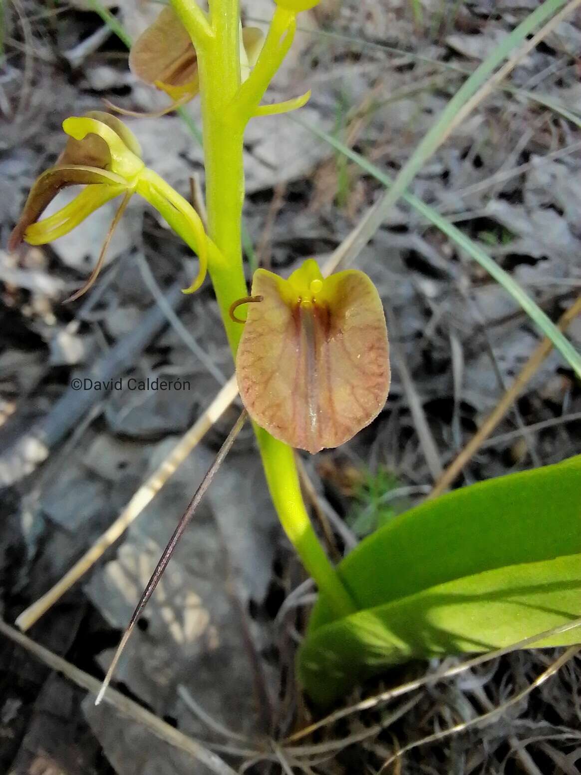 Image of tropical widelip orchid