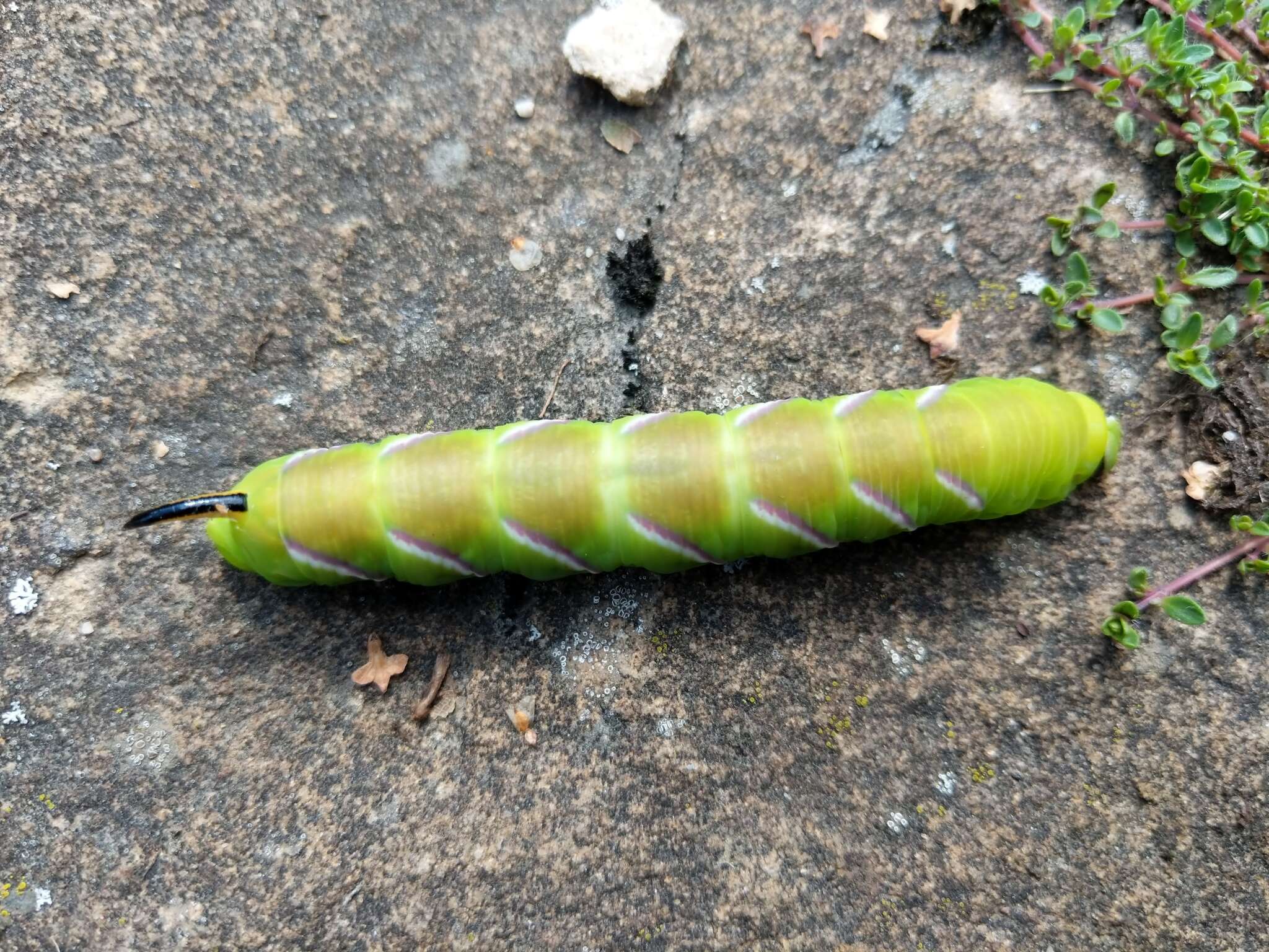 Image of privet hawk-moth