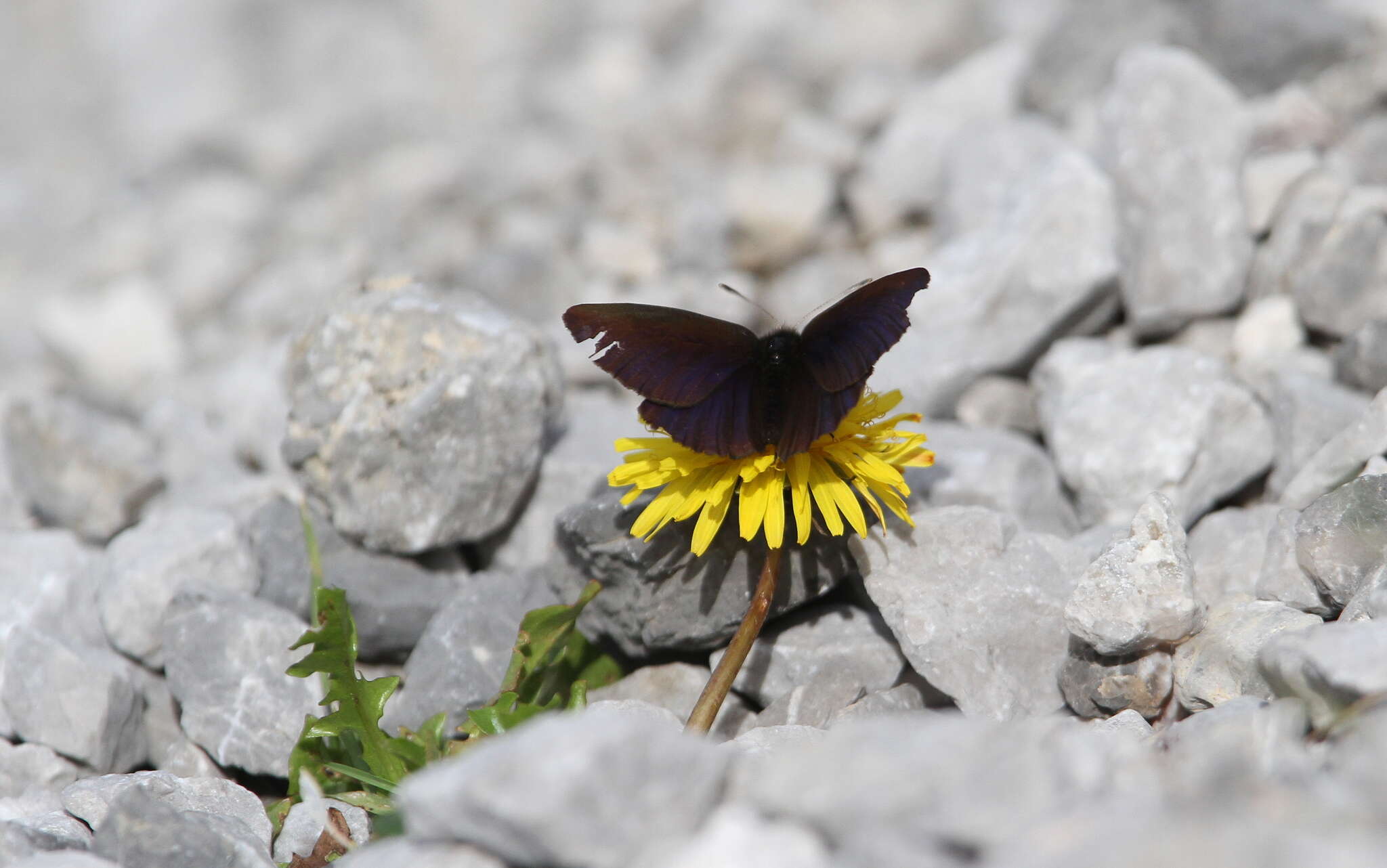 Erebia pluto De Prunner 1798 resmi