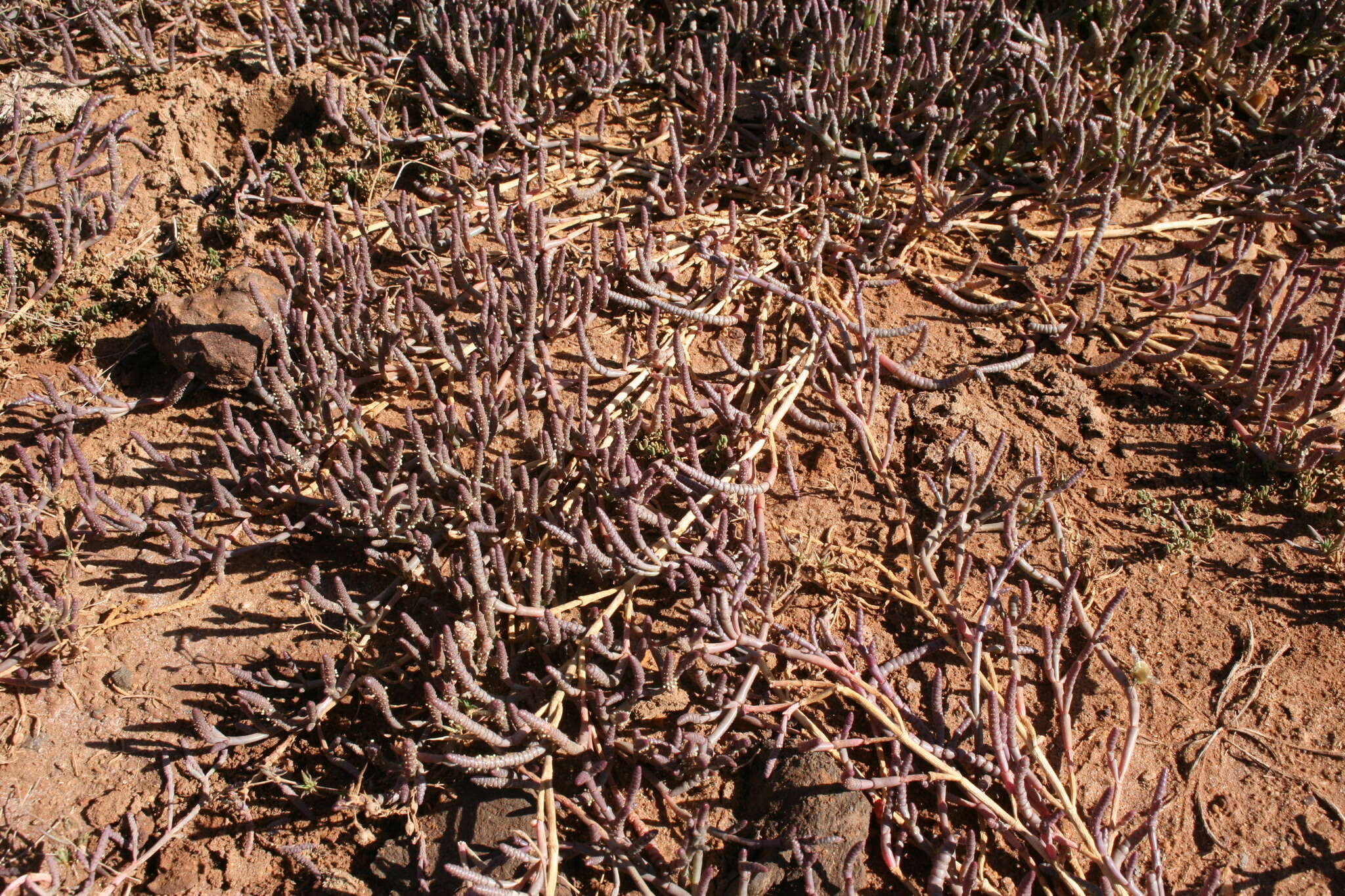 Image of Salicornia natalensis Bunge ex Ung.-Sternb.