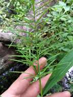Image of Horse-Tail Crown Grass