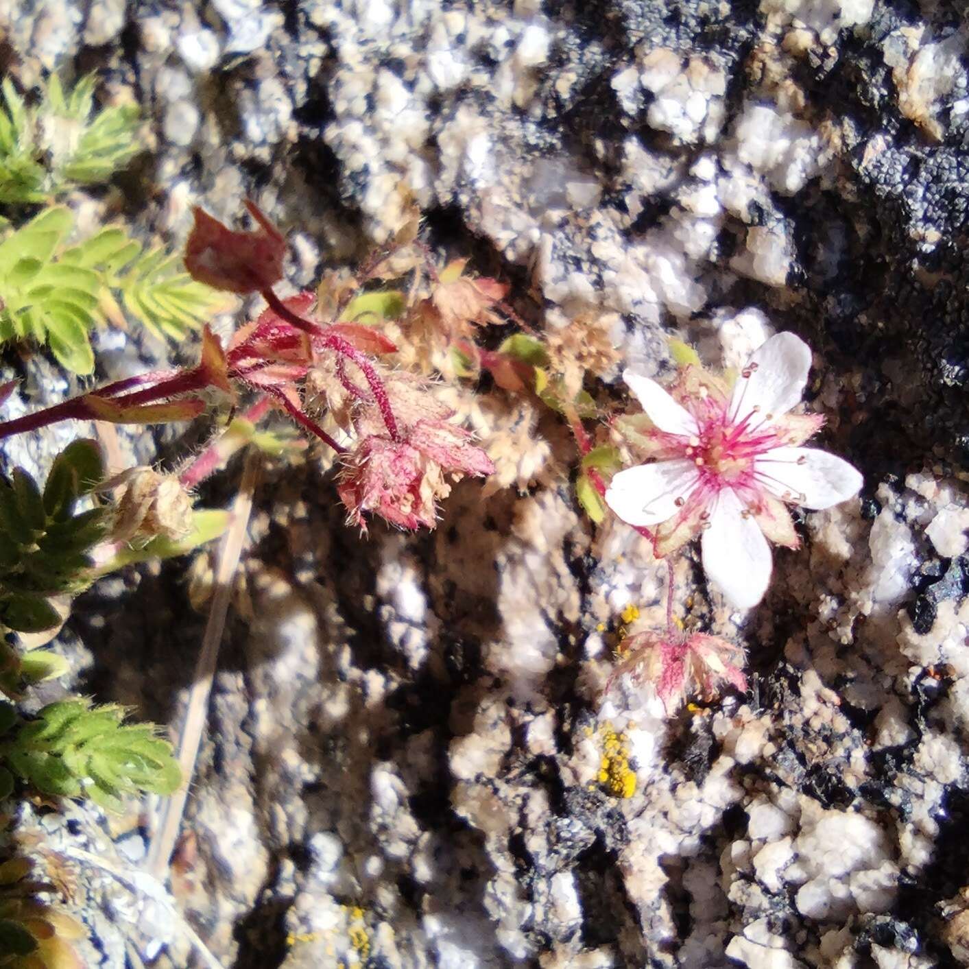 Слика од Ivesia callida (Hall) Rydb.