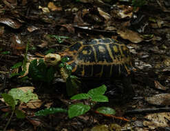 Image of Indotestudo