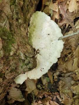 Image de Polypore fissile