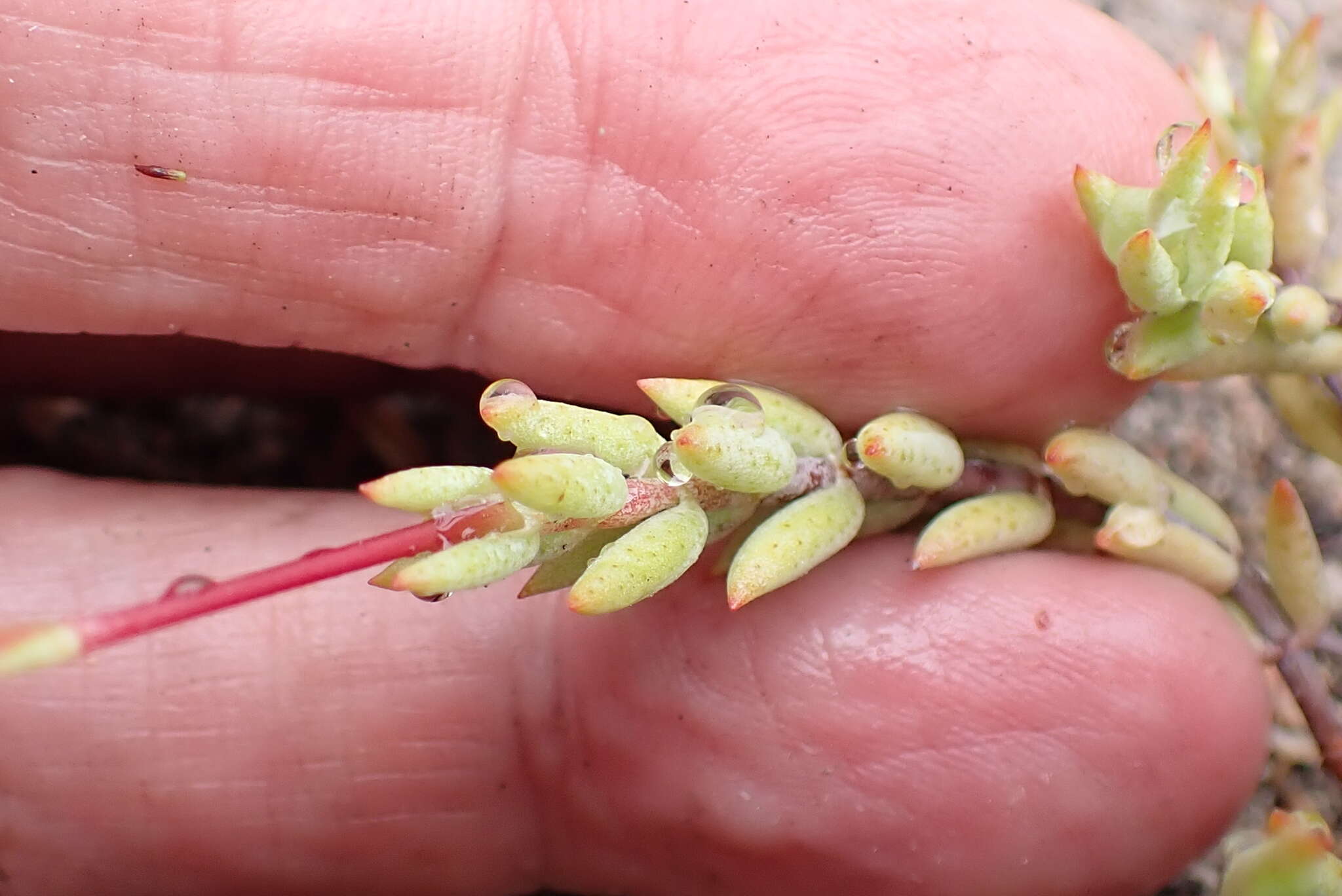 Image of Crassula biplanata Haw.