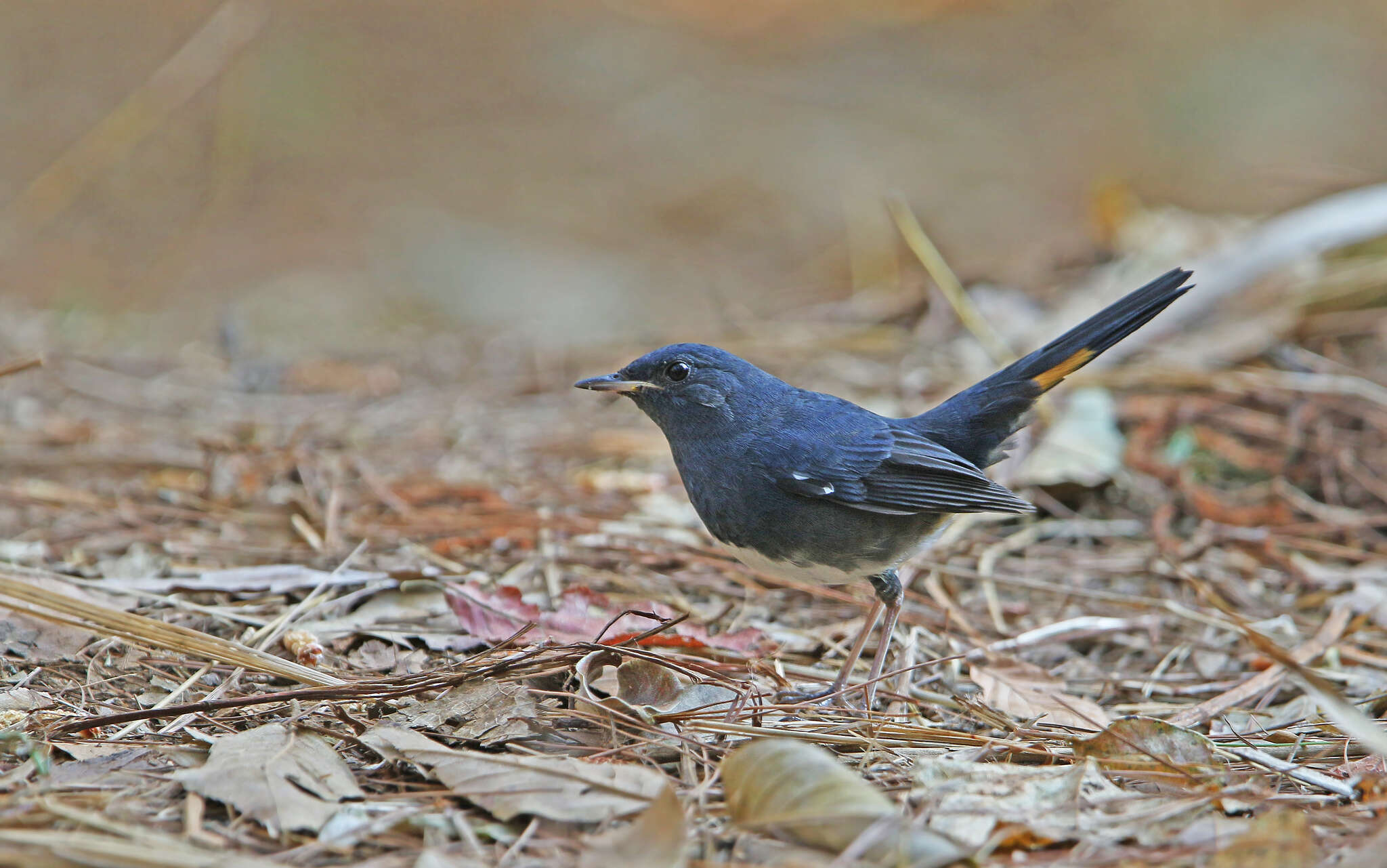 Image of White-bellied Redstart