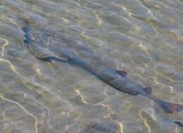 Image of Guitarfish