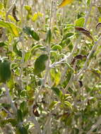 Sivun Encelia frutescens (A. Gray) A. Gray kuva