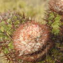 Image of Melocactus lemairei (Monv. ex Lem.) Miq. ex Lem.