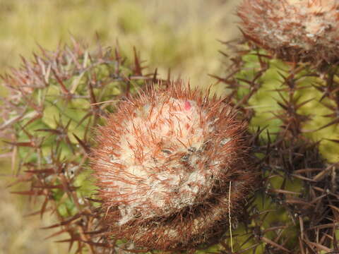 Imagem de Melocactus lemairei (Monv. ex Lem.) Miq. ex Lem.