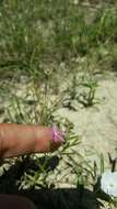 Image of Lady Bird's centaury