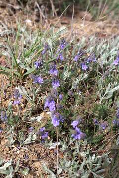 Слика од Veronica capsellicarpa Dubovik