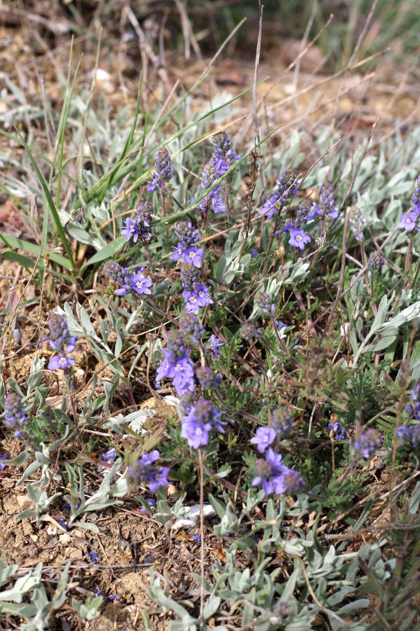 Image of Veronica capsellicarpa Dubovik