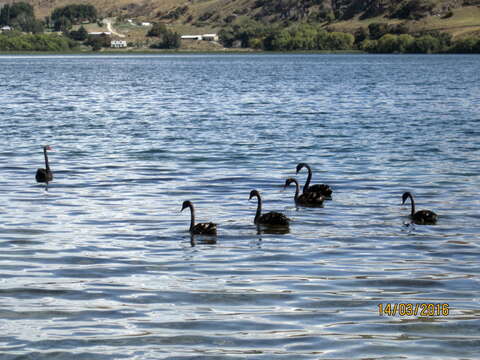 Image of Black Swan