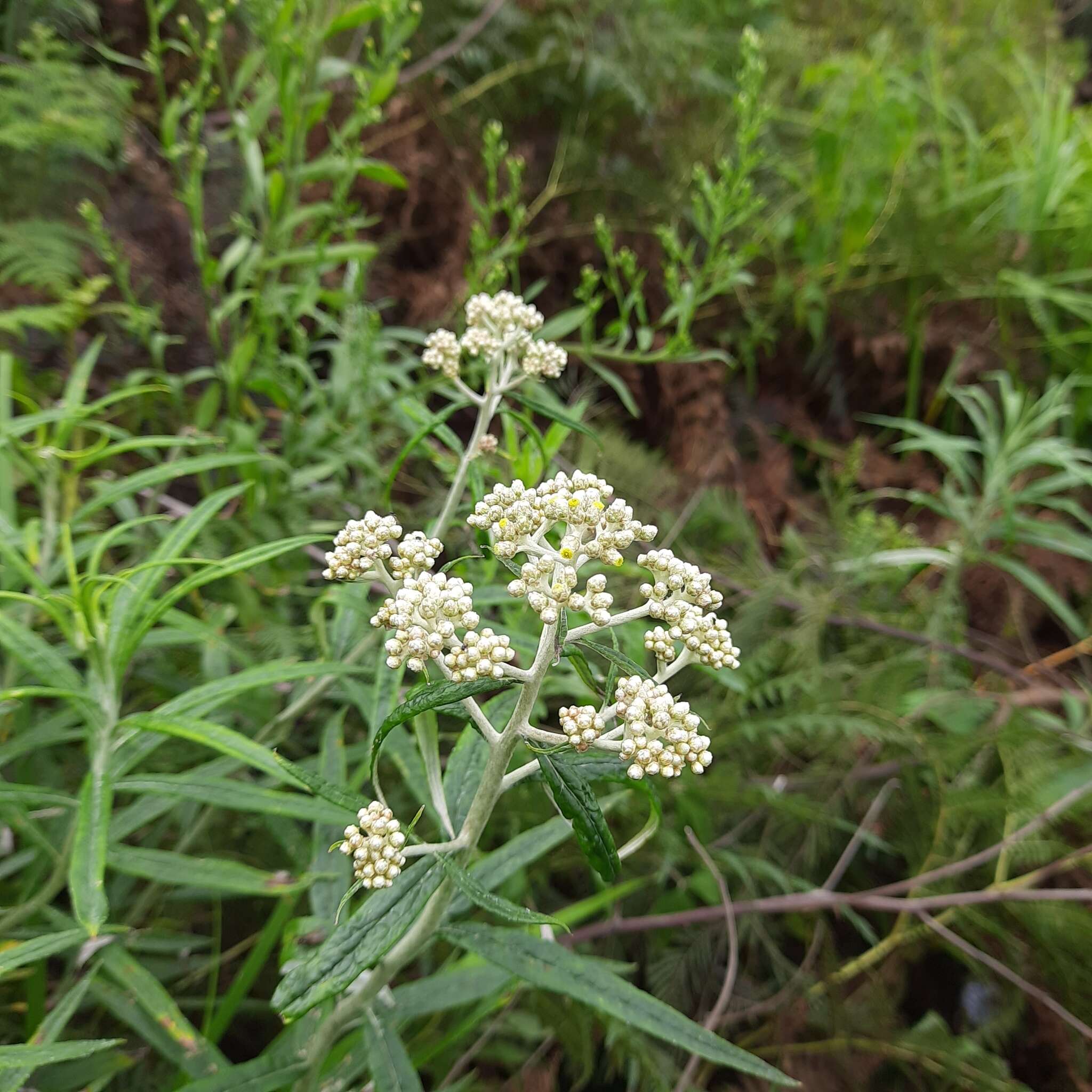 Imagem de Anaphalis longifolia (BI.) DC.