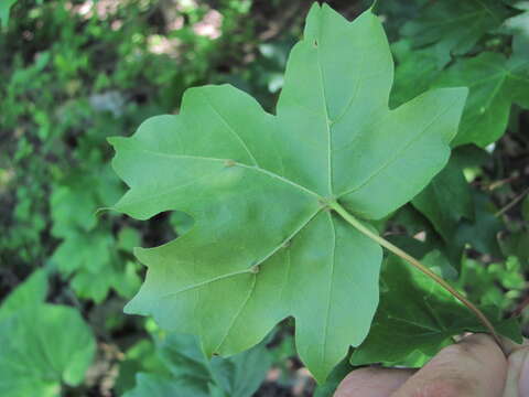 Image of <i>Aceria macrochela</i>