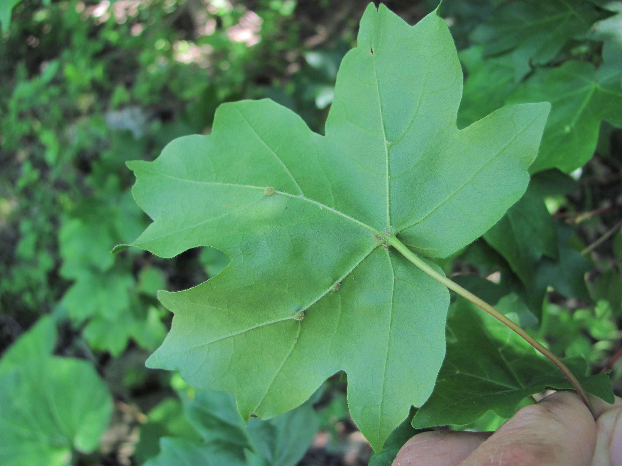 Image of <i>Aceria macrochela</i>