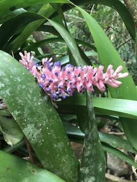 Image of Aechmea coelestis (K. Koch) É. Morren