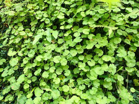 Image de Hydrocotyle nepalensis Hook.