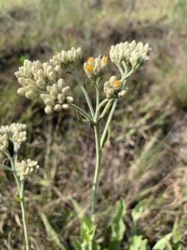 Image of Helichrysum acutatum DC.