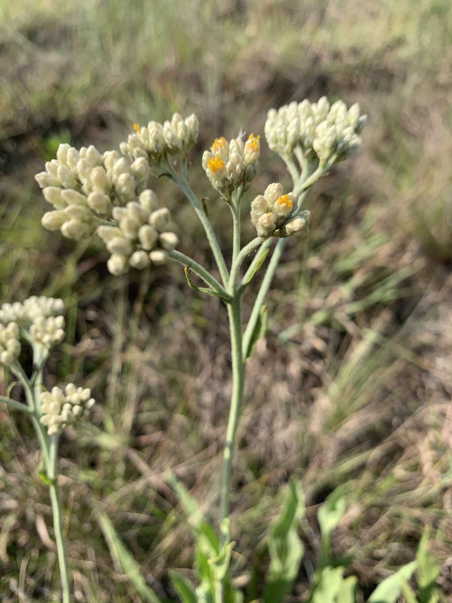 Слика од Helichrysum acutatum DC.