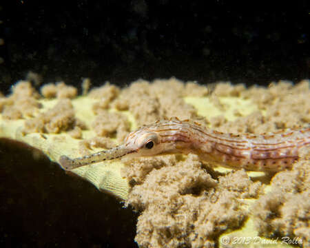 Image of Ocellated pipefish