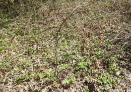 Image of Arctium nemorosum Lej.