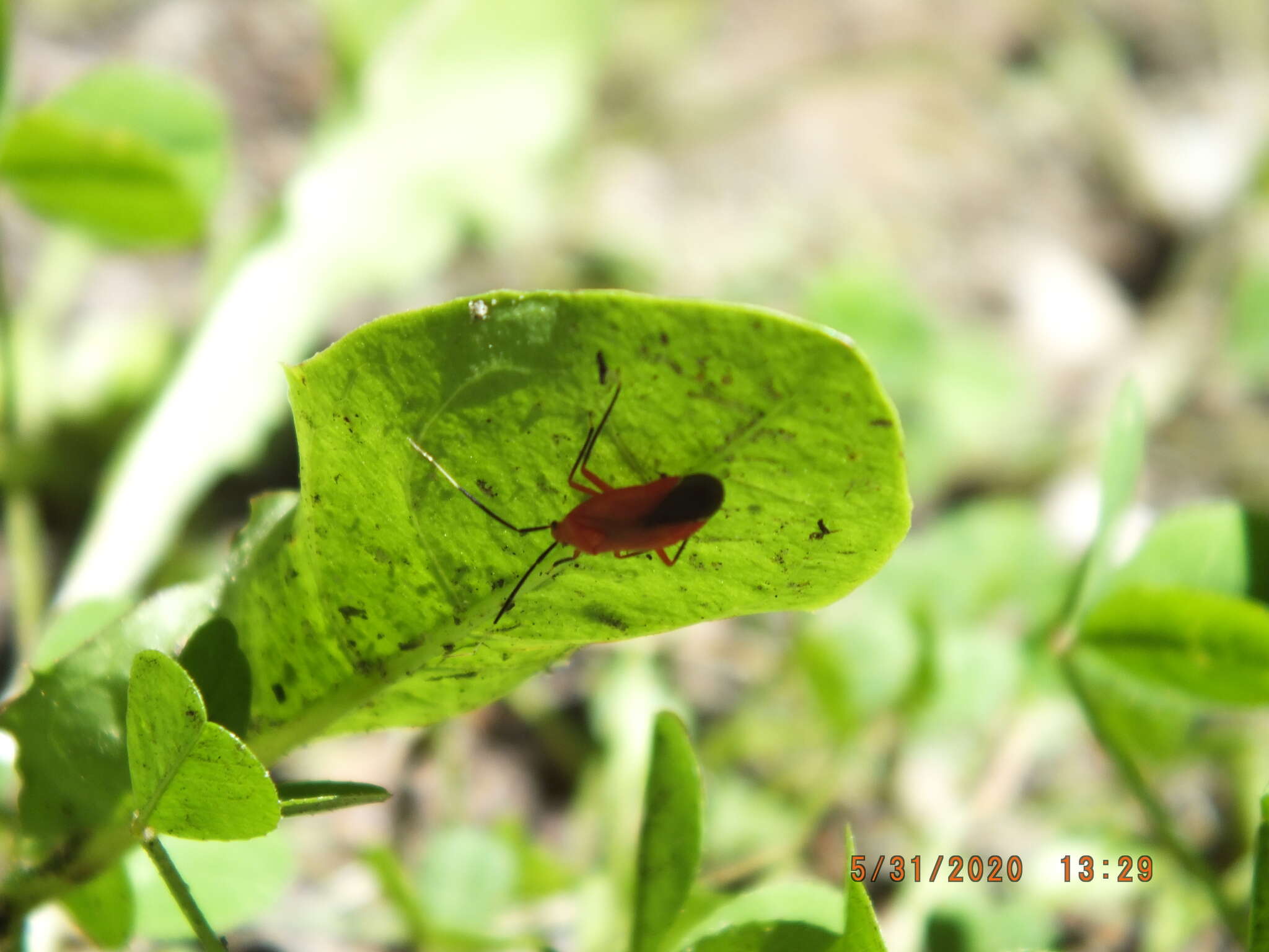 Image de Coccobaphes